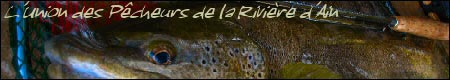 AAPPMA de la BRA / Le site de l'Union des Pcheurs de la Rivire d'Ain