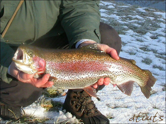 truite arc-en-ciel / Pcheur : Guy2 / Technique de pche : Poisson nageur / Rservoir : Burcin / Photographe : dtouts