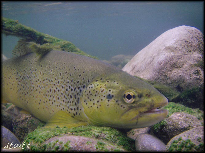 truite fario / Pcheur : dtouts / Technique de pche : Nymphe  vue (NAV) / Rivire : Bienne / Photographe : dtouts