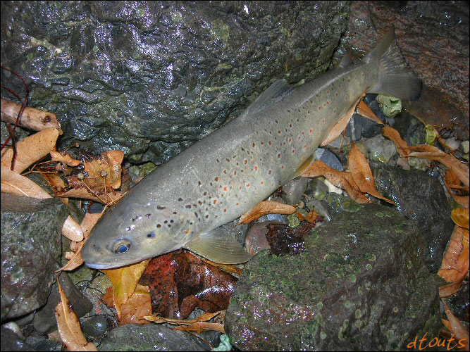 truite fario / Pcheur : dtouts / Technique de pche : Nymphe au fil (NAF) / Rivire : Durance / Photographe : dtouts