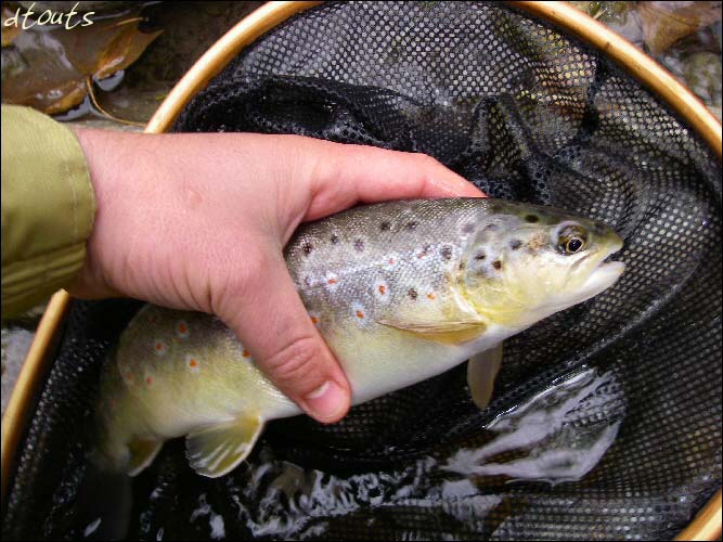 truite fario / Pcheur : dtouts / Technique de pche : Nymphe au fil (NAF) / Rivire : Durance / Photographe : dtouts