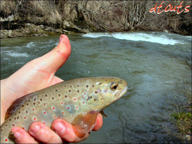 truite fario / Pcheur : dtouts / Technique de pche : Appts naturels (Toc) / Rivire : Furon / Photographe : dtouts