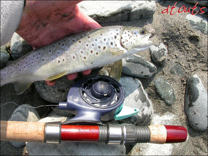 truite fario / Pcheur : dtouts / Technique de pche : Appts naturels (Toc) / Rivire : Romanche / Photographe : dtouts