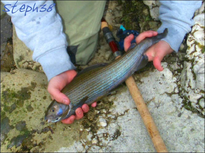 Ombre commun / Pcheur : dtouts / Technique de pche : Appts naturels (Toc) / Rivire : Bourne / Photographe : Steph38