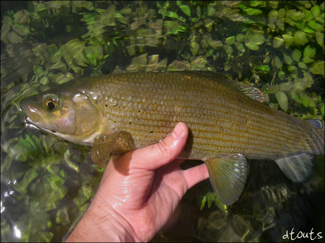 Ombre commun (thymalus thymalus) / Pcheur : dtouts / Technique de pche : Nymphe  vue (NAV) / Rivire : La Sorgue Vauclusienne / Photographe : dtouts